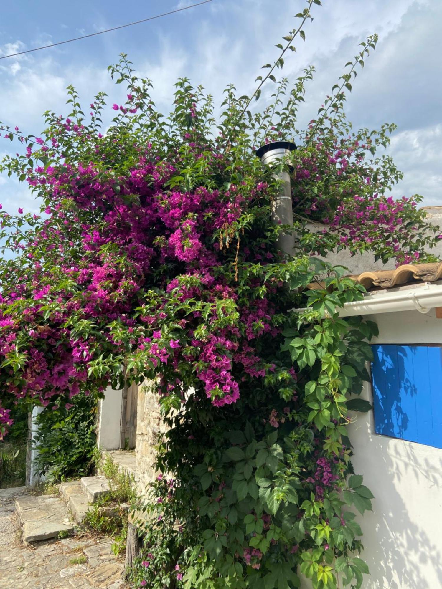 Dom wakacyjny Lulani Hideaway Agios Panteleimon (Corfu)